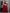 Butterfly Net Lehenga Choli Reception Outfit for Women - MYLUXURY LANE ENTERPRISE