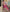 Butterfly Net Designer Lehenga Choli for Elegant Events - MYLUXURY LANE ENTERPRISE